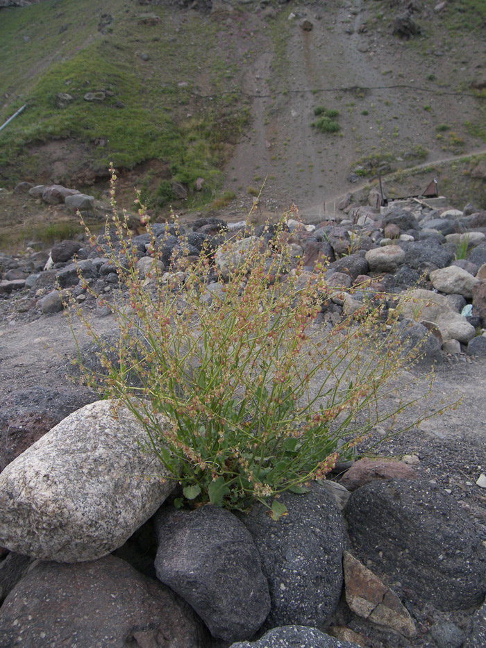 Image of Rumex hastifolius specimen.