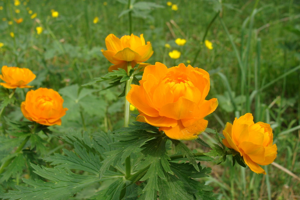 Image of Trollius asiaticus specimen.