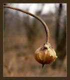 Calystegia sepium. Сухой плод с семенами. Чувашия, окр. г. Шумерля, пойма Красной речки. 16 апреля 2009 г.