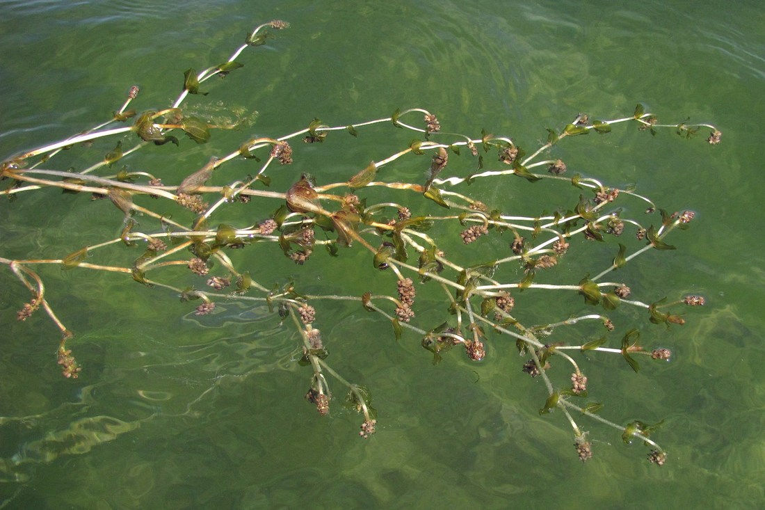 Изображение особи Potamogeton perfoliatus.