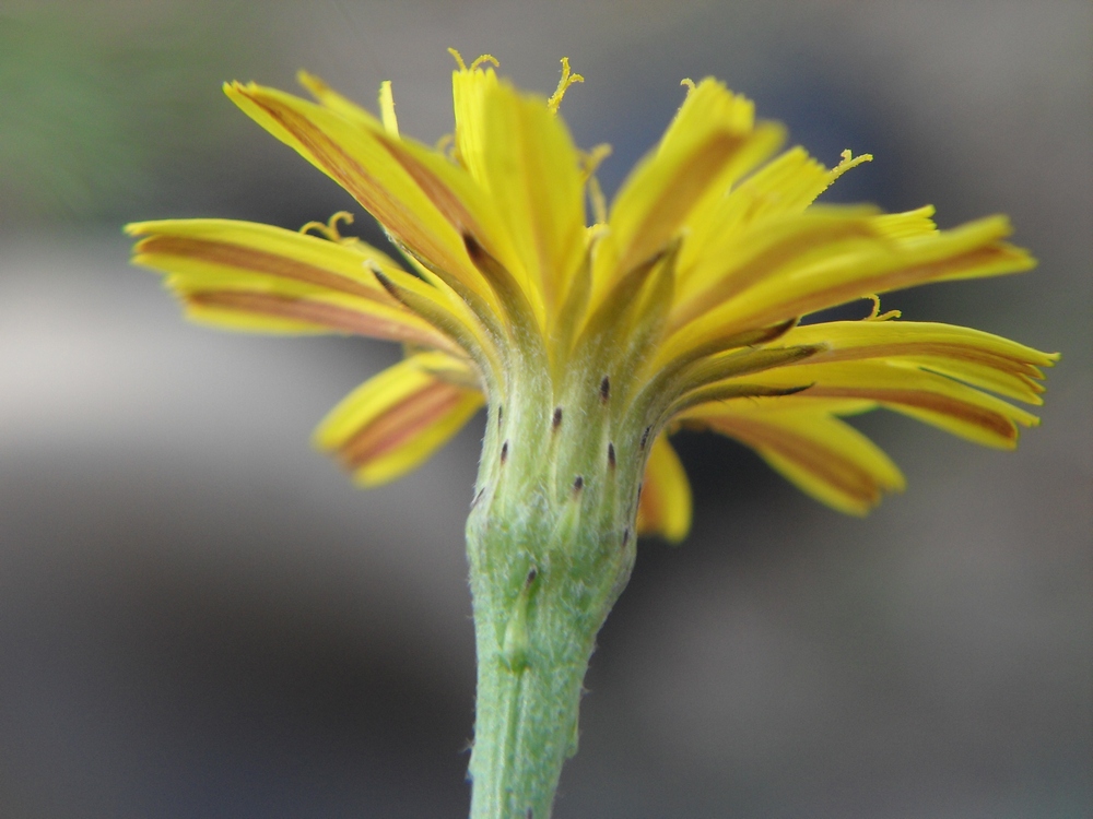 Изображение особи Scorzoneroides autumnalis.