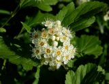 Physocarpus opulifolius. Соцветие. Подмосковье, г. Одинцово, придомовые посадки. Июнь 2012 г.