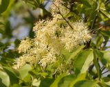 Fraxinus ornus