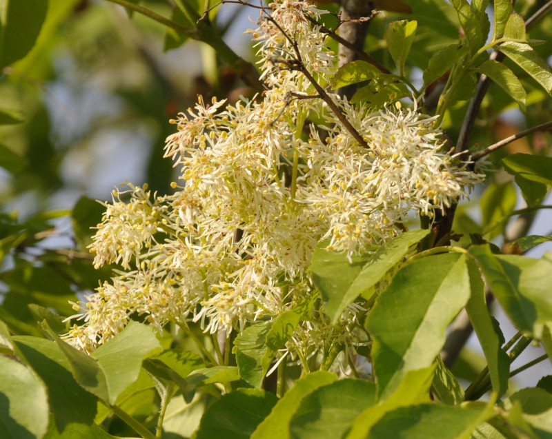 Изображение особи Fraxinus ornus.