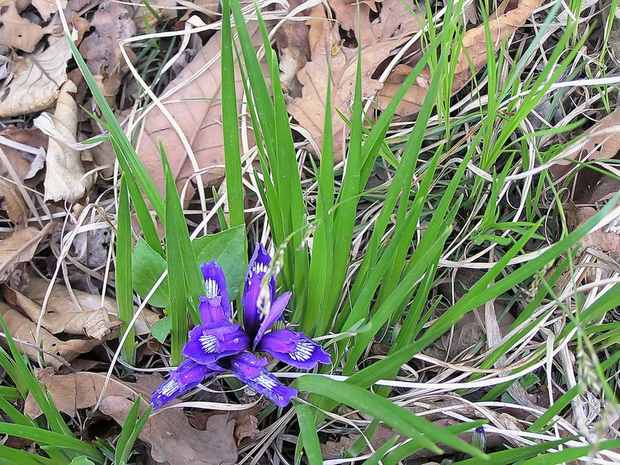 Image of Iris uniflora specimen.