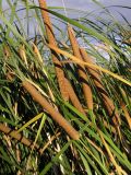 Typha angustifolia