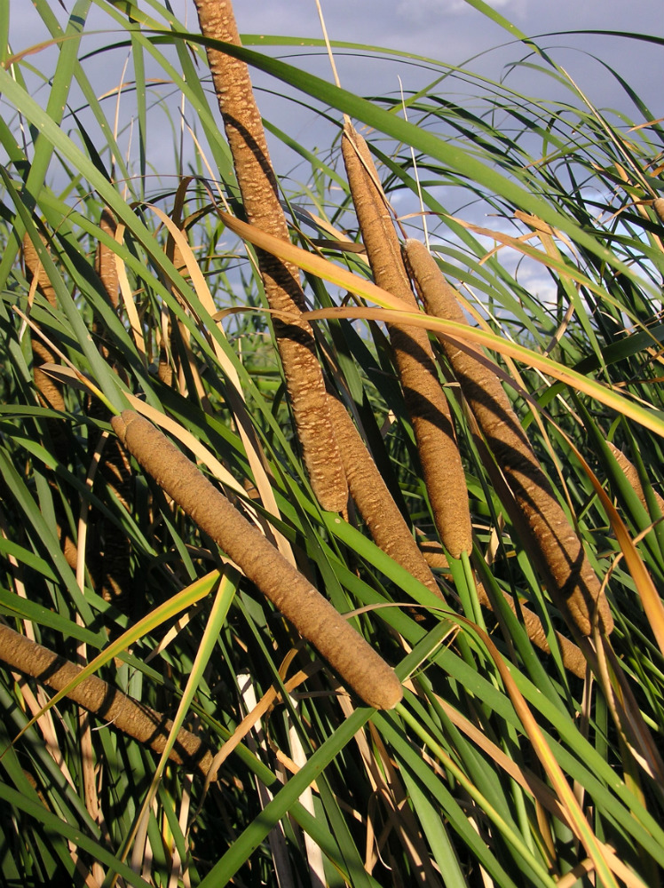 Изображение особи Typha angustifolia.