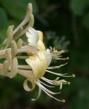 Lonicera etrusca. Цветки. Israel, Mount Carmel, Nachal Rakefet. 18.04.2006.