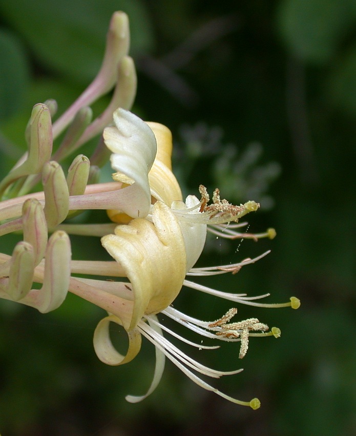 Image of Lonicera etrusca specimen.