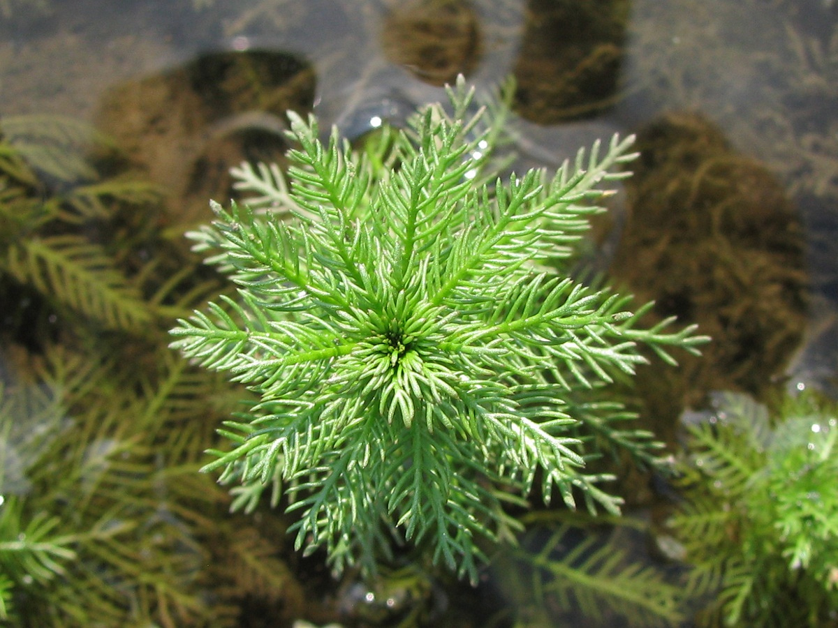 Image of Myriophyllum verticillatum specimen.