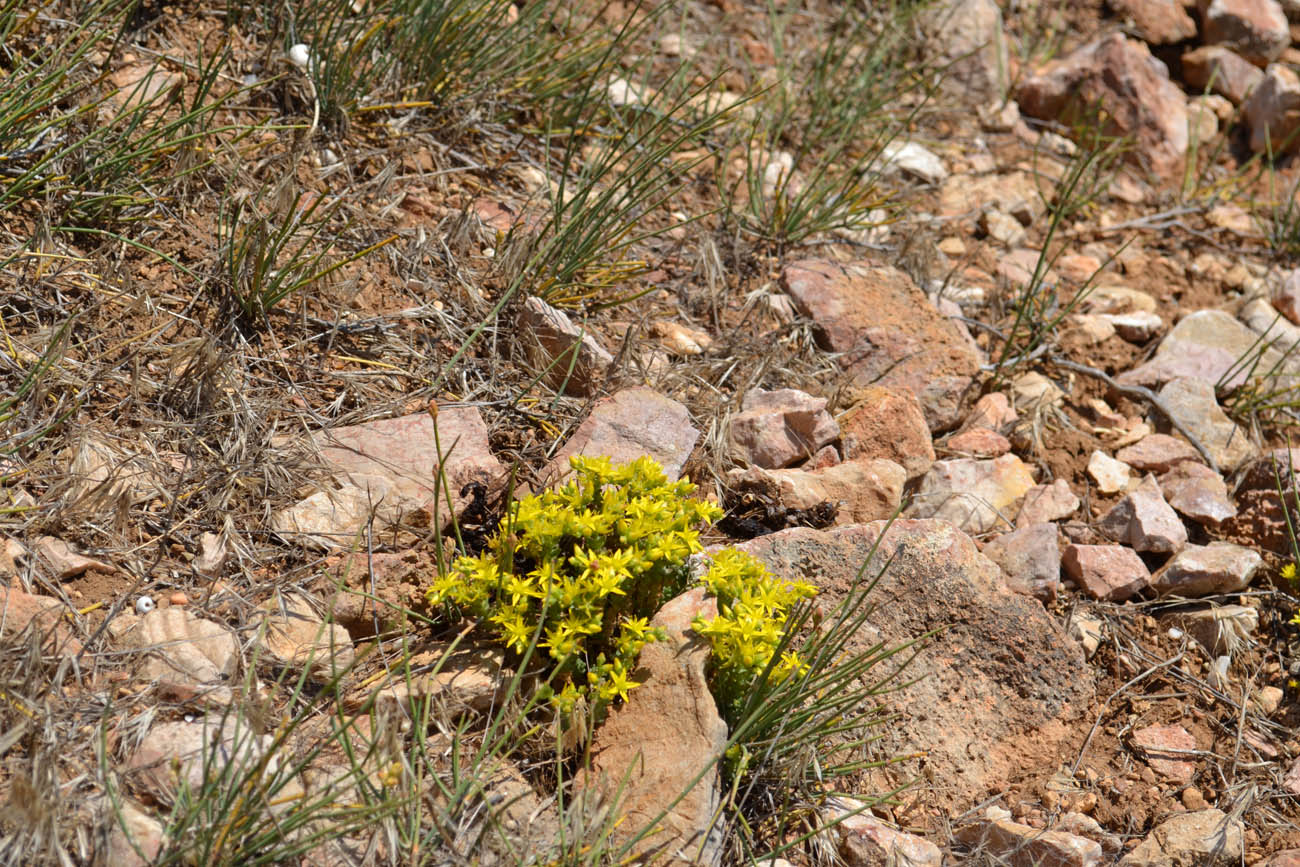 Изображение особи Sedum acre.