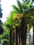 Trachycarpus fortunei