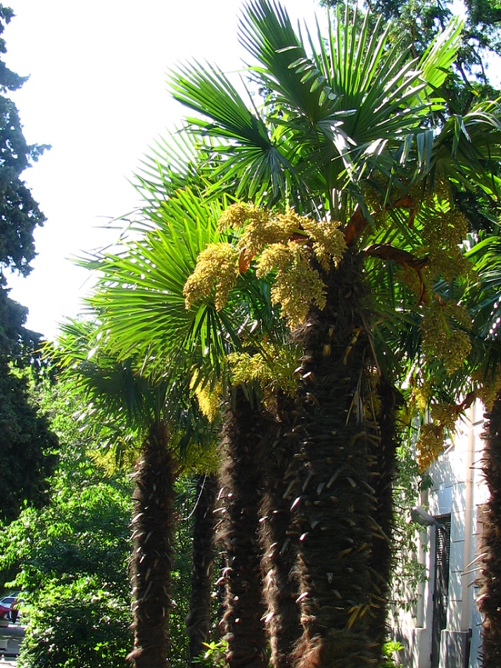 Image of Trachycarpus fortunei specimen.