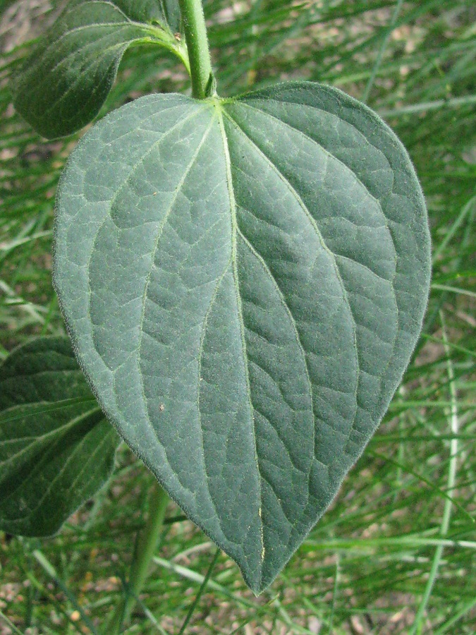 Image of Vincetoxicum flavum specimen.