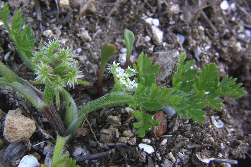 Изображение особи Torilis nodosa.