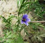 Erodium stephanianum. Часть побега с цветком. Иркутская обл., о. Ольхон, окр. урочища Хадай, степь, обочина дороги. 25.07.2012.