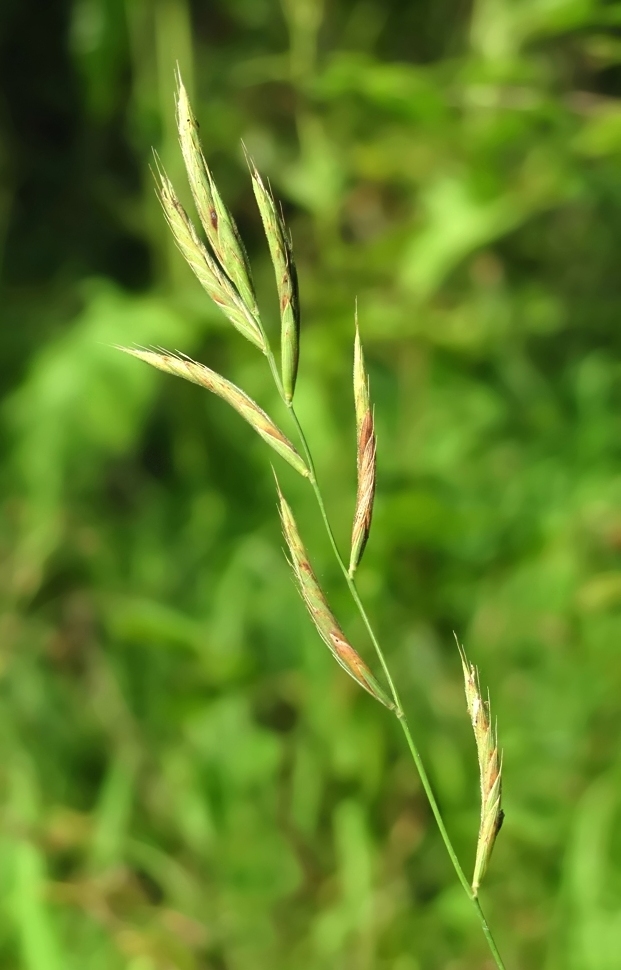 Изображение особи Brachypodium pinnatum.