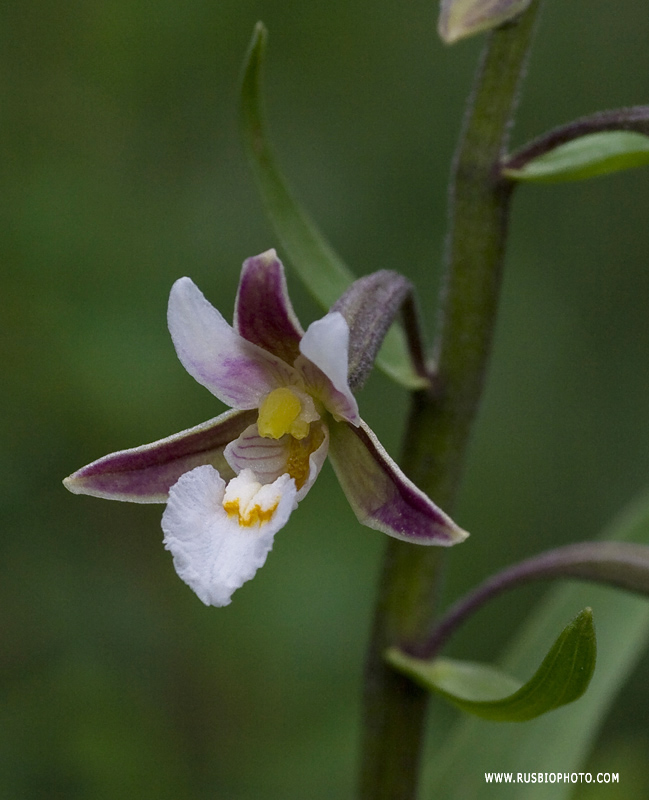 Image of Epipactis palustris specimen.