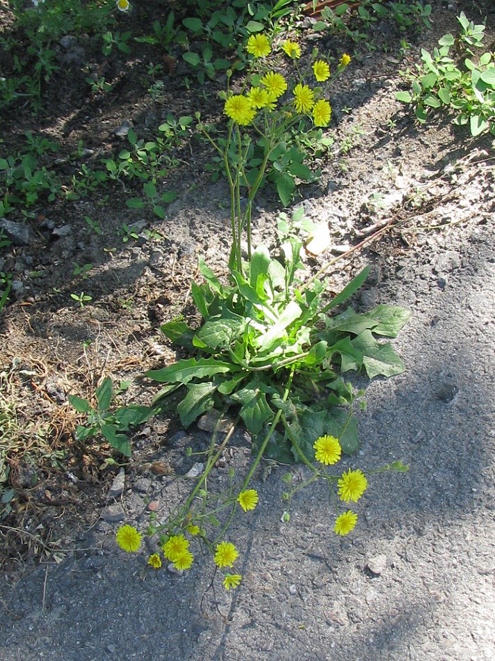 Image of Lagoseris sancta specimen.