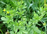 Potentilla supina subspecies paradoxa. Верхушки побегов с цветками и бутонами. Якутия, Нерюнгринский р-н, пос. Чульман. 02.07.2012.