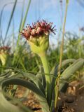 Allium rothii. Цветущее растение. Израиль, г. Беэр-Шева, рудеральное местообитание. 01.03.2013.