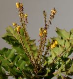 Mahonia × media. Отцветающие соцветия. Германия, г. Кемпен, в культуре. 05.03.2013.