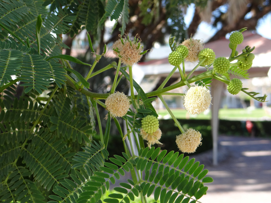 Изображение особи Leucaena leucocephala.