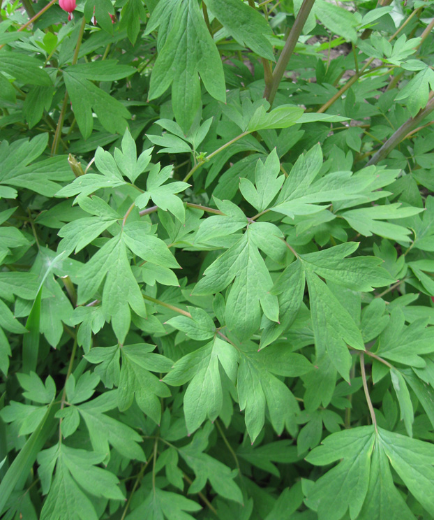 Image of Dicentra spectabilis specimen.
