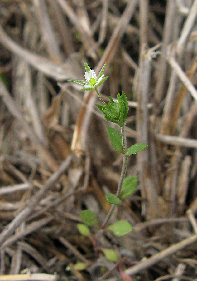 Image of genus Arenaria specimen.