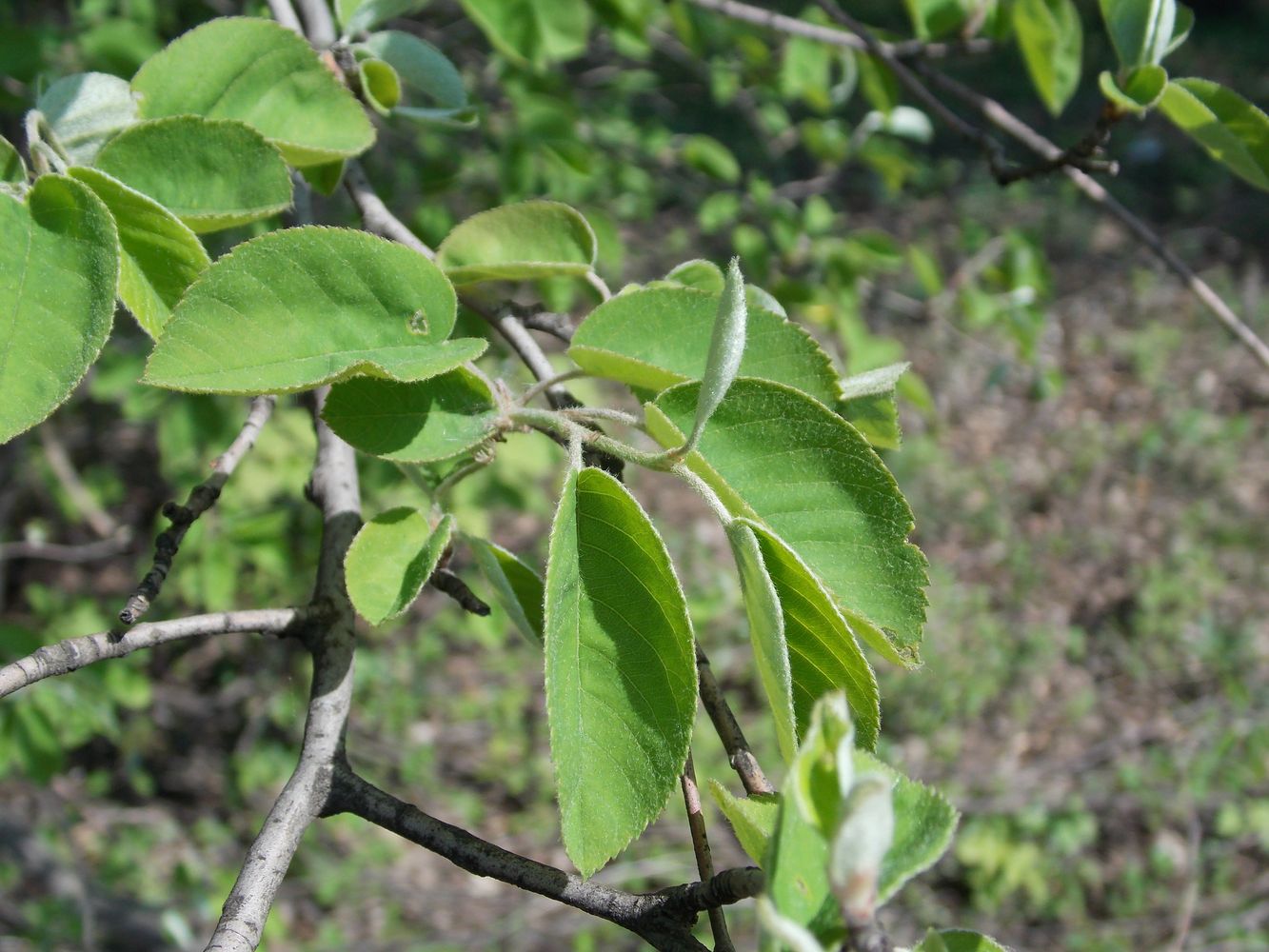 Image of Amelanchier spicata specimen.