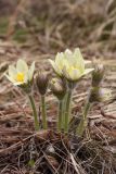Pulsatilla orientali-sibirica. Цветущее растение. Иркутская обл., Шелеховский р-н, о.п. \"Дачная\", смешанный лес на берегу р.Олха. 11.05.2013.