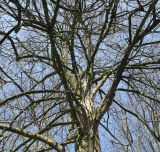 Tilia euchlora