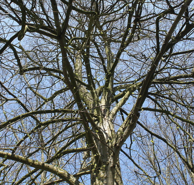 Image of Tilia euchlora specimen.