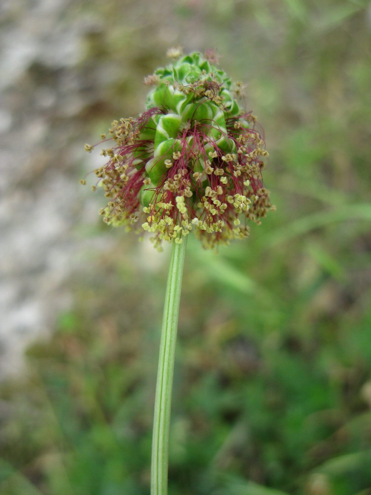 Image of Poterium polygamum specimen.