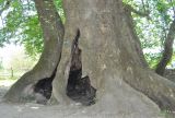 Platanus orientalis. Основание ствола (периметр 27 м). Нагорный Карабах, Мартунинский р-н, окр. дер. Схторашен. 06.05.2013.