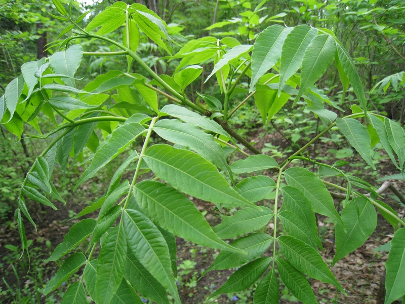 Image of Phellodendron amurense specimen.