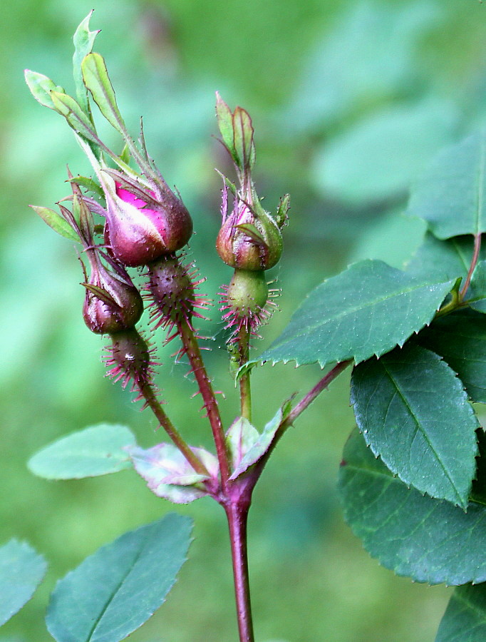 Image of Rosa moyesii specimen.