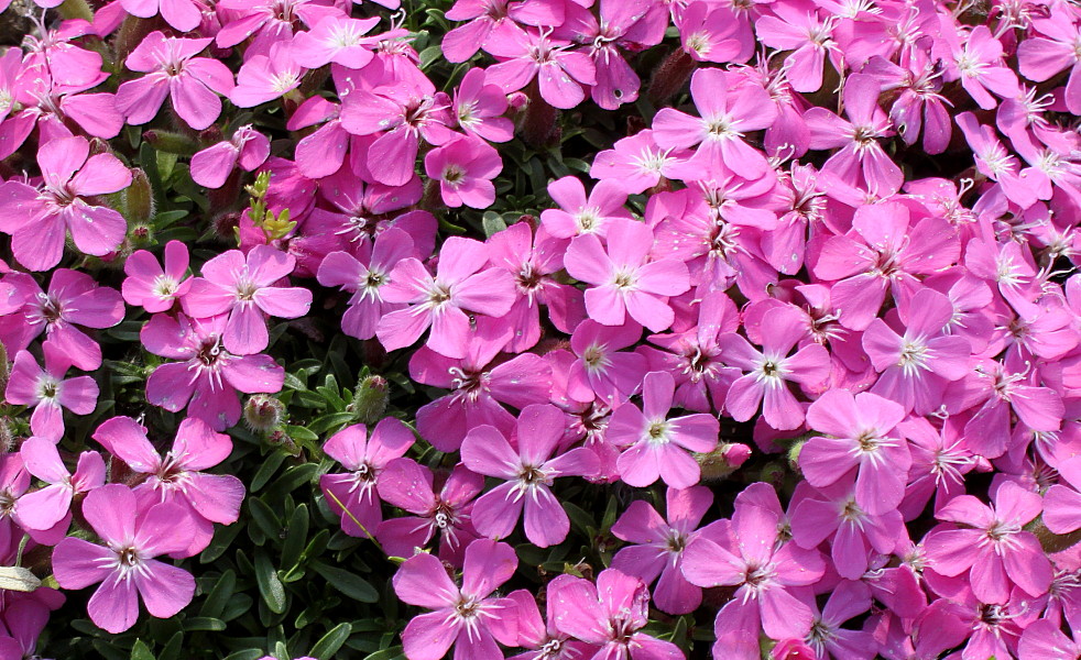 Image of Saponaria × olivana specimen.