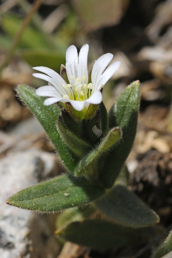 Image of Cerastium pusillum specimen.