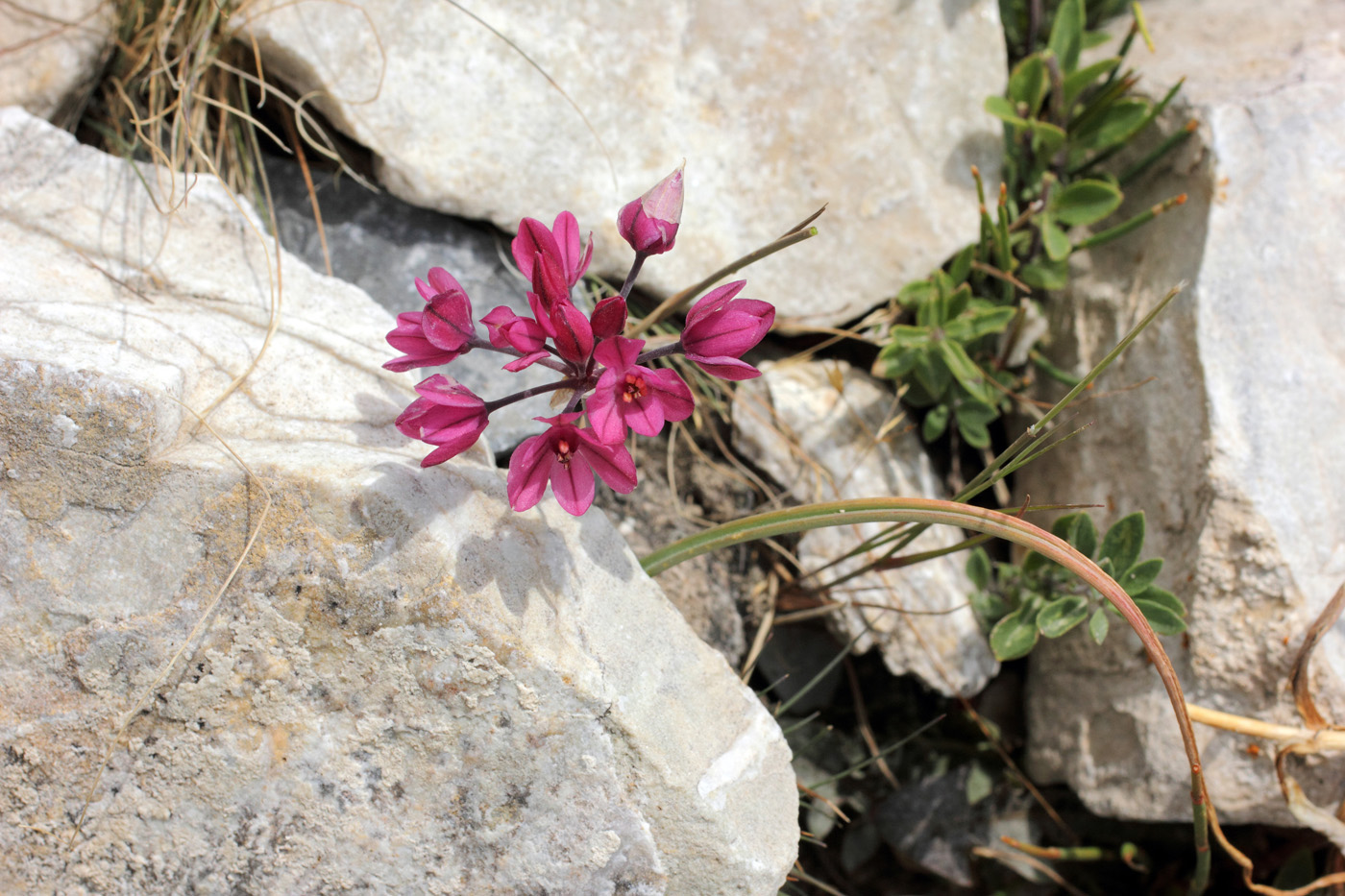 Изображение особи Allium oreophilum.