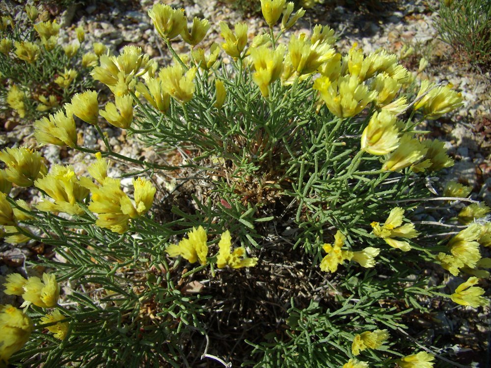 Изображение особи Limonium chrysocomum.