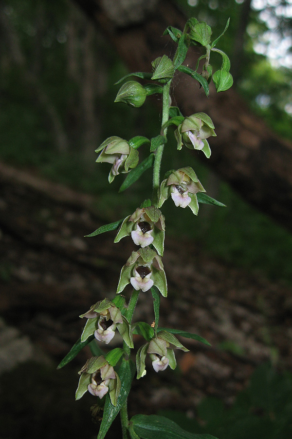 Изображение особи Epipactis helleborine.