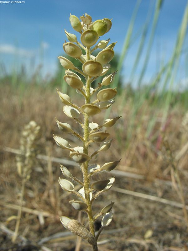 Image of Alyssum turkestanicum var. desertorum specimen.