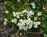 Minuartia macrocarpa. Цветущие растения. Камчатский край, Ключевская группа вулканов, окрестности перевала Толбачинский. 21.07.2013.