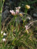 Asperula supina. Верхушка побега с соцветием. Краснодарский край, Новороссийский р-н, окр. пос. Абрау-Дюрсо, можжевеловое редколесье. 14.07.2013.