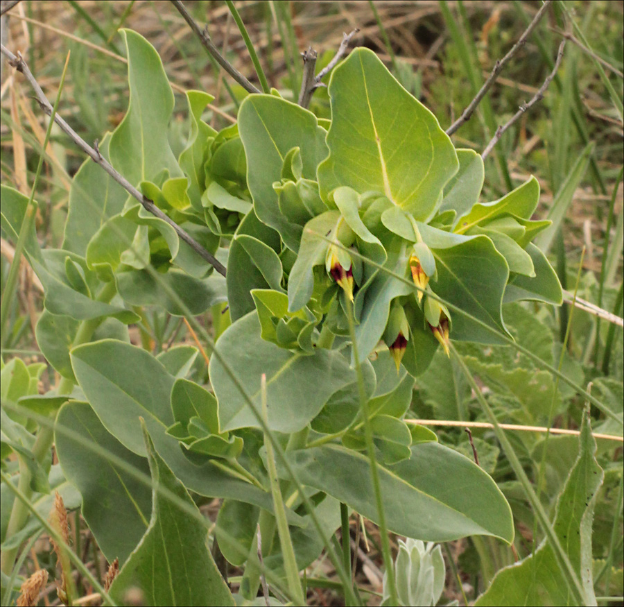 Изображение особи Cerinthe minor.