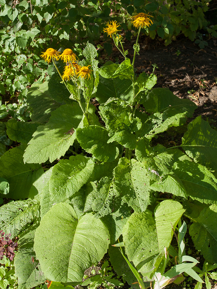 Изображение особи Telekia speciosa.