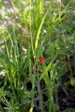 Lathyrus cicera. Цветущее растение. Южный Казахстан, хр. Боролдайтау, ущ. Кенозен. 22.04.2013.