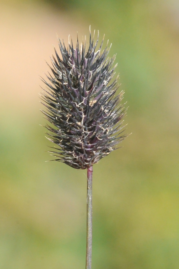 Изображение особи Phleum alpinum.