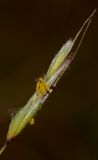 Hyparrhenia hirta